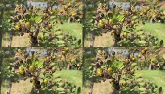 紫薇花种子高清在线视频素材下载
