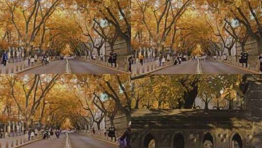 秋天金黄树叶的街道高清在线视频素材下载