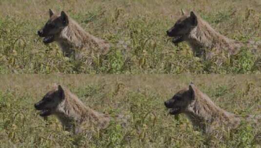 草丛中的鬣狗特写高清在线视频素材下载