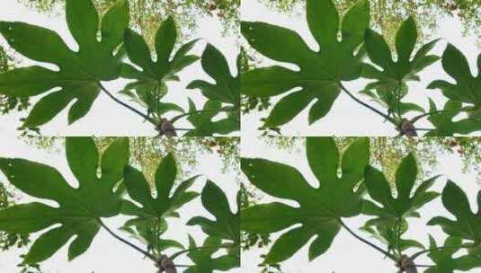 八角金盘花卉绿植移镜头高清在线视频素材下载