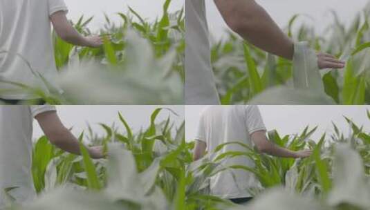 男子玉米地里手摸玉米叶高清在线视频素材下载
