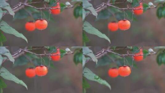 4K雨滴落在枝头上成熟的果实上高清在线视频素材下载