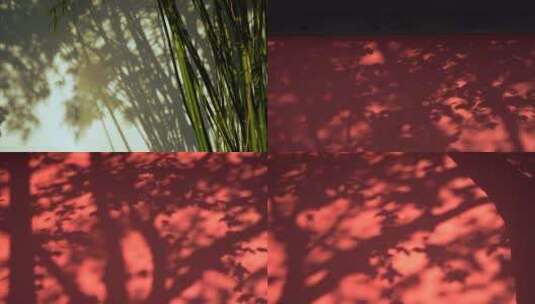 树叶光影红墙高清在线视频素材下载