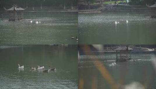 4K含7个镜头鸭子和大白鹅湖中游水高清在线视频素材下载