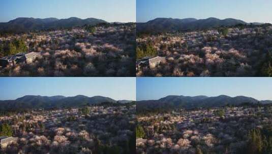 清晨朝阳照射中的梅花园高清在线视频素材下载