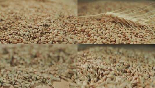 小麦农业麦田麦子麦穗农业农田丰收麦田粮食高清在线视频素材下载