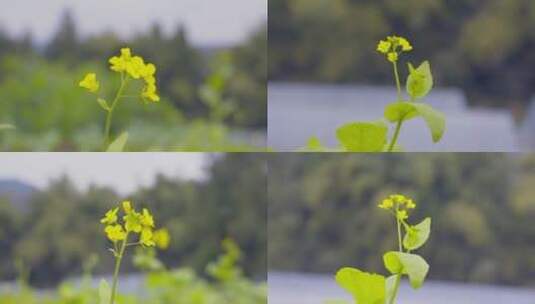 一朵野花油菜花白菜花黄花高清在线视频素材下载