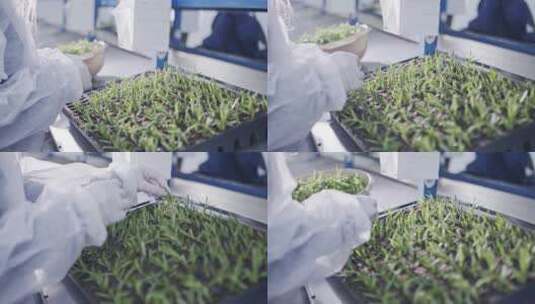 科研人员进行种子培育高清在线视频素材下载