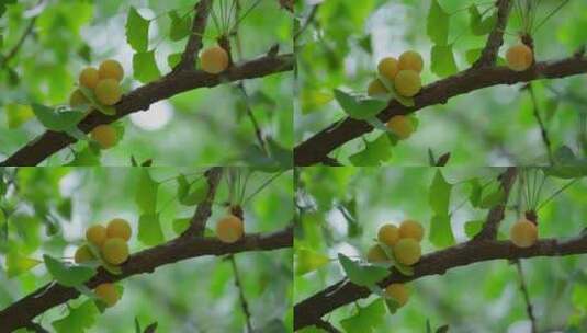 绿色银杏树上的银杏果高清在线视频素材下载