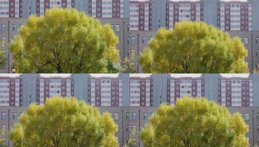 大柳树秋季黄叶高清在线视频素材下载