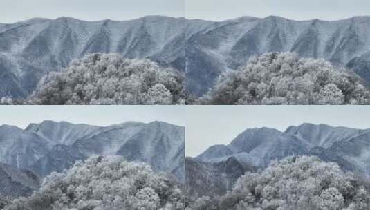 航拍湖北神农架原始森林群山冬季雪景雪松高清在线视频素材下载