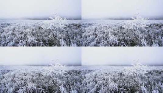 秋天晨雾中挂着霜花的野草高清在线视频素材下载