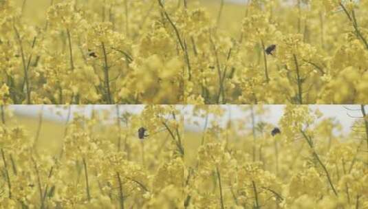 油菜花上的大黄蜂高清在线视频素材下载