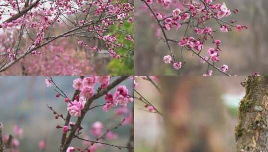 4K梅花盛开春季花卉实拍视频高清在线视频素材下载