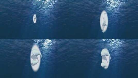 海底白色江豚高清在线视频素材下载