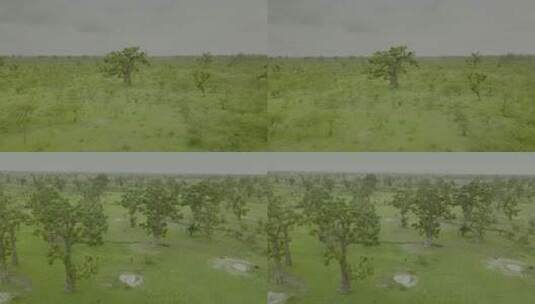 灌木树种植高清在线视频素材下载