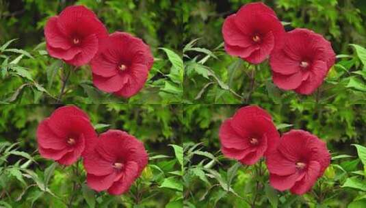 一朵美丽的红花高清在线视频素材下载