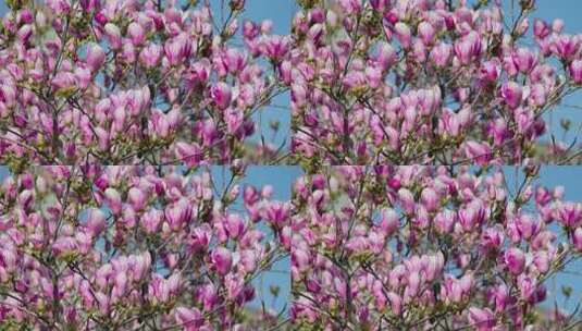 春天红玉兰花盛开高清在线视频素材下载