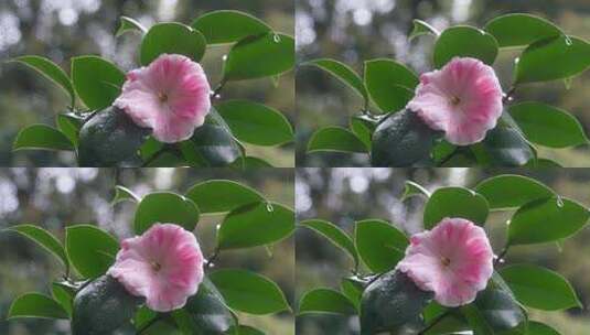 春天山茶花花瓣特写雨中的山茶高清在线视频素材下载