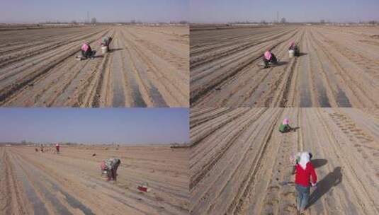 农场妇女在乡间田里点播胡萝卜高清在线视频素材下载
