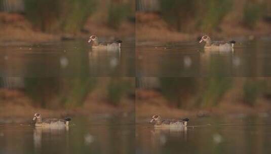 鸭子游过水面高清在线视频素材下载