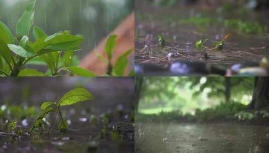 写意简约大气雨打树叶实拍素材高清在线视频素材下载