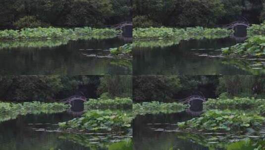 杭州西湖中式园林初夏细雨荷叶曲院风荷高清在线视频素材下载