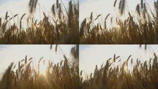 乡村农田小麦丰收高清在线视频素材下载