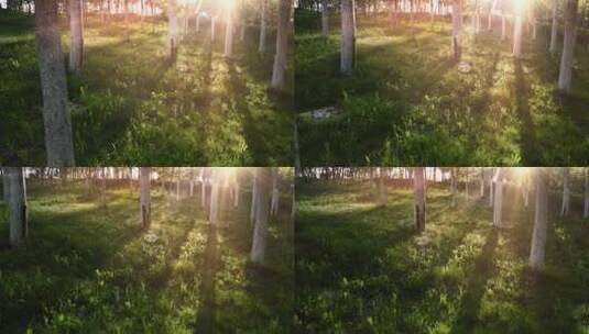 阳光穿过树林唯美空镜高清在线视频素材下载
