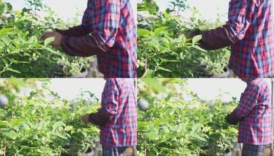 农民在果园采摘蓝莓高清在线视频素材下载