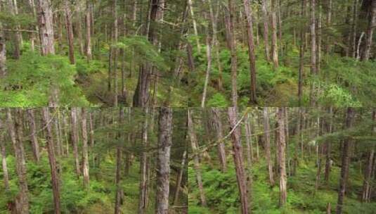 原始森林的灌木丛高清在线视频素材下载