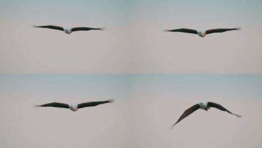 老鹰飞翔滑翔高清在线视频素材下载
