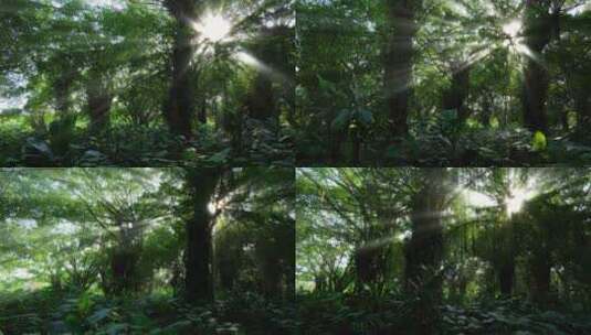 光线阳光穿过森林 树林 树荫 丁达尔效应高清在线视频素材下载