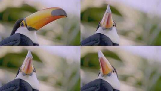 托哥巨嘴鸟的特写高清在线视频素材下载