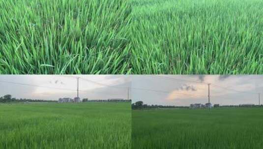 绿油油的稻田高清在线视频素材下载