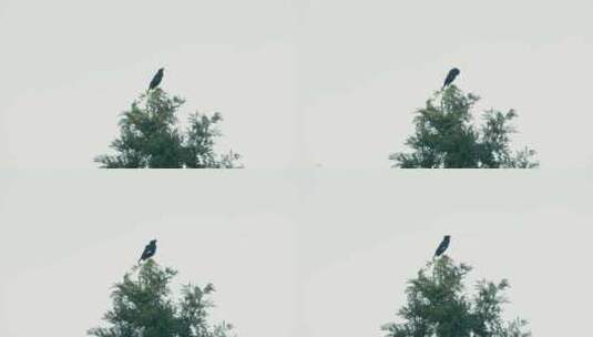 4K拍摄站在枝头的乌鸦高清在线视频素材下载