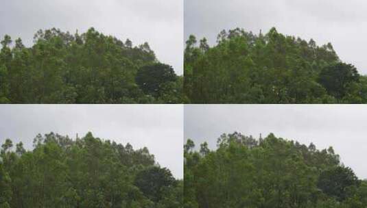 下雨天森林飞鸟树林一群鸟儿飞过松树林鸽子高清在线视频素材下载