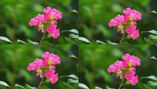 唯美鲜花植物生长高清在线视频素材下载