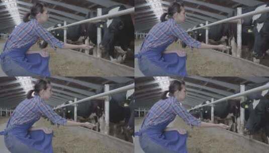 职业年轻女农民参观农场的谷仓喂牛高清在线视频素材下载