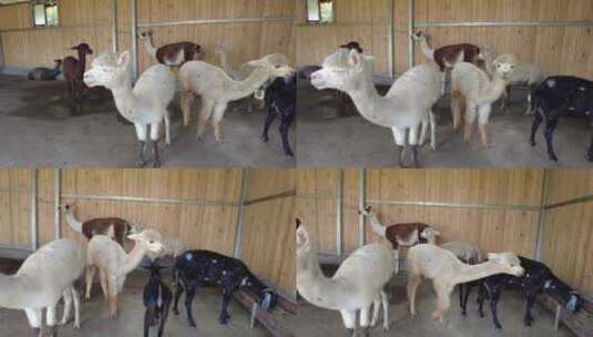 郴州东湖动物园美丽可爱的羊驼高清在线视频素材下载