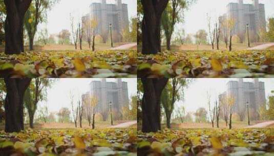 秋天公园树叶落下-落叶特写高清在线视频素材下载