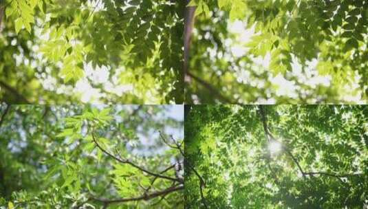 阳光下随风飘动的树叶高清在线视频素材下载