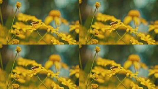空镜花草植物蜜蜂高清在线视频素材下载