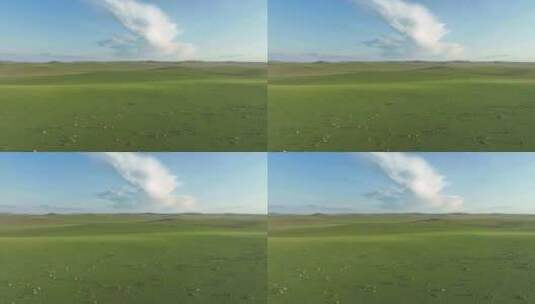 航拍呼伦贝尔草原牛群高清在线视频素材下载