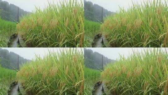 成熟的稻穗水稻特写雨露水珠田野高清在线视频素材下载