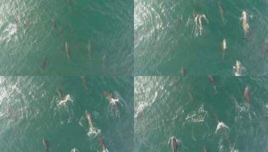 下加利福尼亚州洛雷托湾国家海洋公园，一群海豚的空中飞行照片高清在线视频素材下载