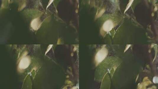 升格水打在枝叶上高清在线视频素材下载