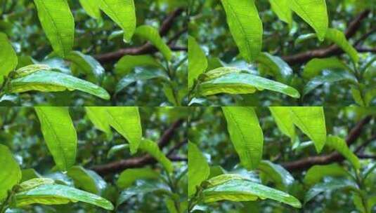 雨水落在植物叶子上02高清在线视频素材下载