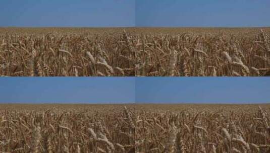 成熟的小麦田 农作物 秋收高清在线视频素材下载