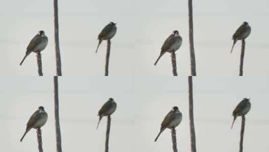 冬天树枝上一对小鸟白头鹎高清在线视频素材下载